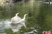 牡丹江吉林：罕见白鸬鹚连续两年“故地重游”